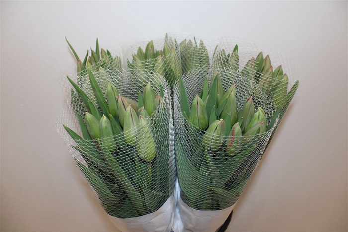 <h4>Tu Fr En Romaine</h4>