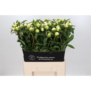 Paeonia Duchesse De Nemours