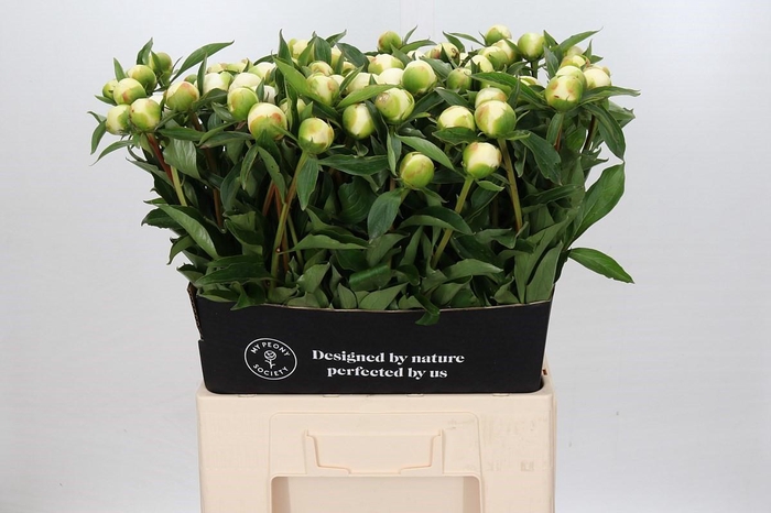 <h4>Paeonia Duchesse De Nemours</h4>