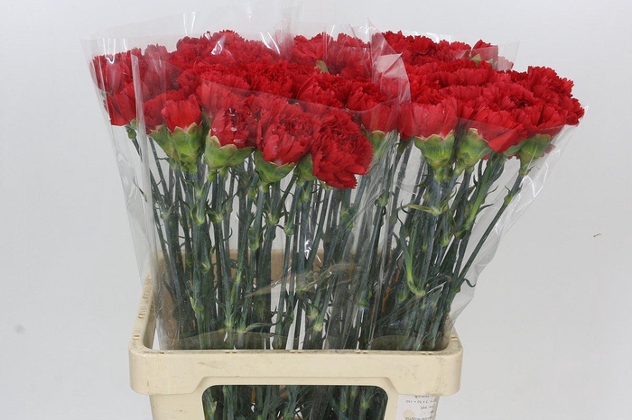 <h4>Dianthus St Arona</h4>