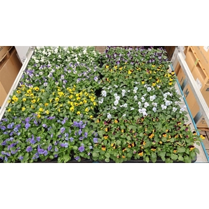 Vio Co Mixk 1 Kleur Per Tray