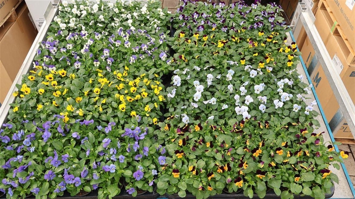 arr8 Vio Co Mixk 1 Kleur Per Tray