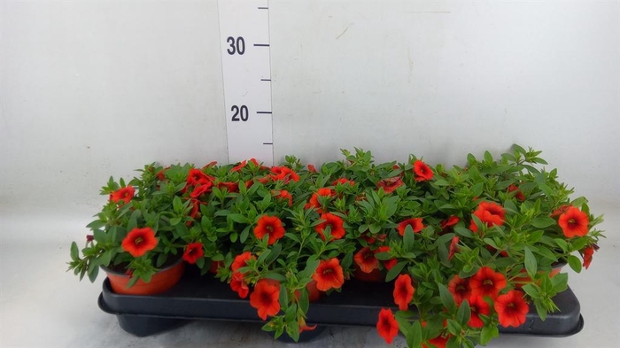 <h4>Calibrachoa  'Minifam Orange'</h4>