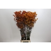 Kangaroo Paw Golden Girl