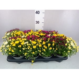 Chrysanthemum   ..mix/pot