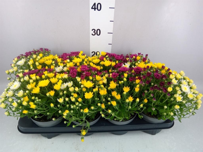 <h4>Chrysanthemum   ..mix/pot</h4>