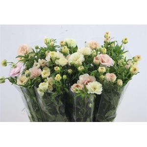 Ranunculus salmousse