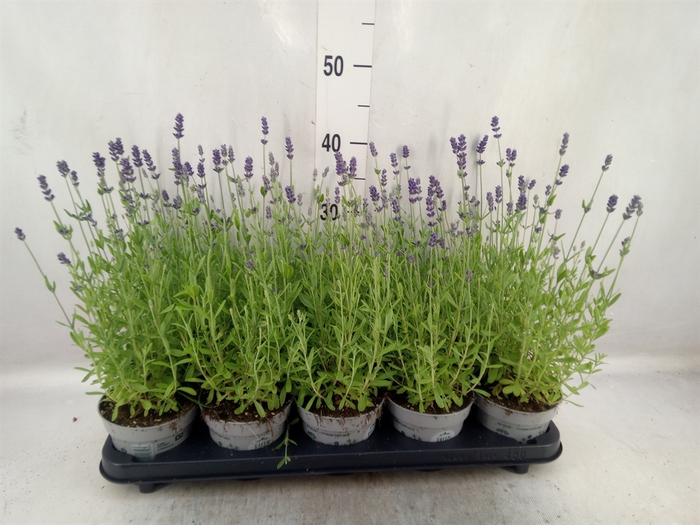 <h4>Lavandula angus. 'Spear Blue'</h4>