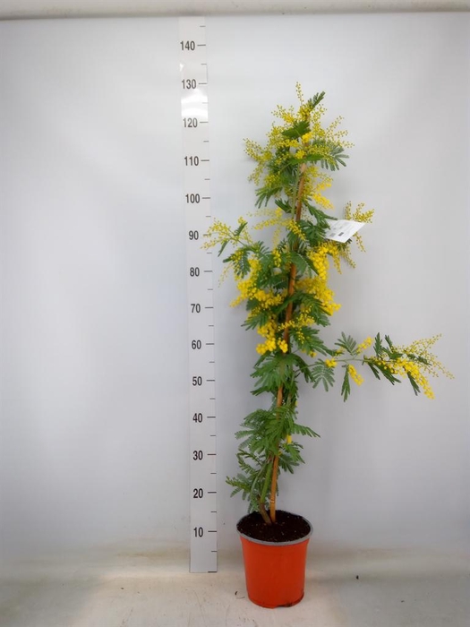 <h4>Mimosa pudica</h4>