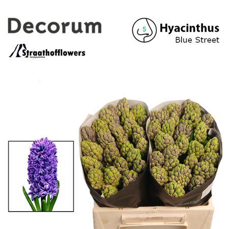 <h4>Hyac Blue Street</h4>