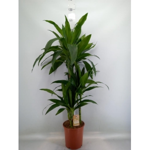 Dracaena frag. 'Janet Craig'