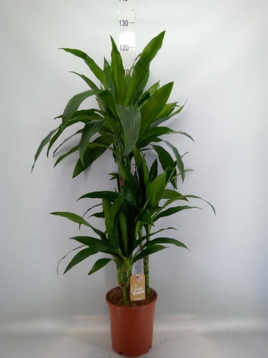 <h4>Dracaena frag. 'Janet Craig'</h4>