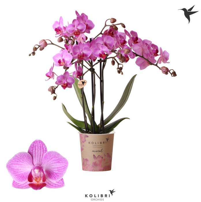<h4>Kolibri Orchids Phalaenopsis Stuttgard 3 spike</h4>
