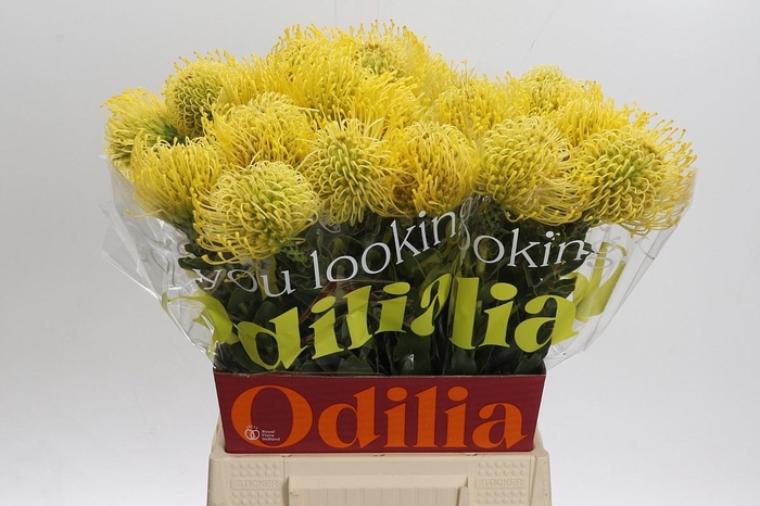 <h4>LEUCO CO HIGH GOLD</h4>