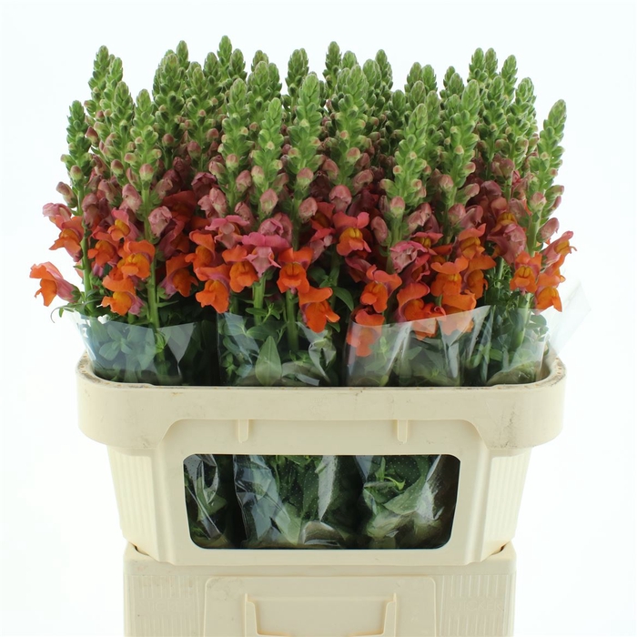 <h4>Antir Antibes Orange</h4>