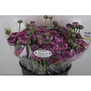 Ran Cloni Sup Cappucino Purple