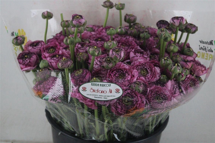 <h4>Ran Cloni Sup Cappucino Purple</h4>