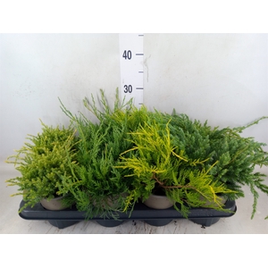 Conifers   ...mix