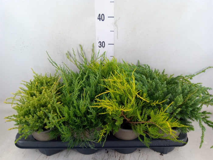 <h4>Conifers   ...mix</h4>
