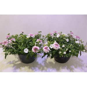 Perkpl Gem In Pot