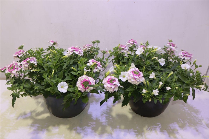 <h4>Perkpl Gem In Pot</h4>