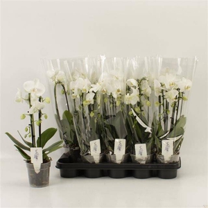 PHAL EL CASCADE