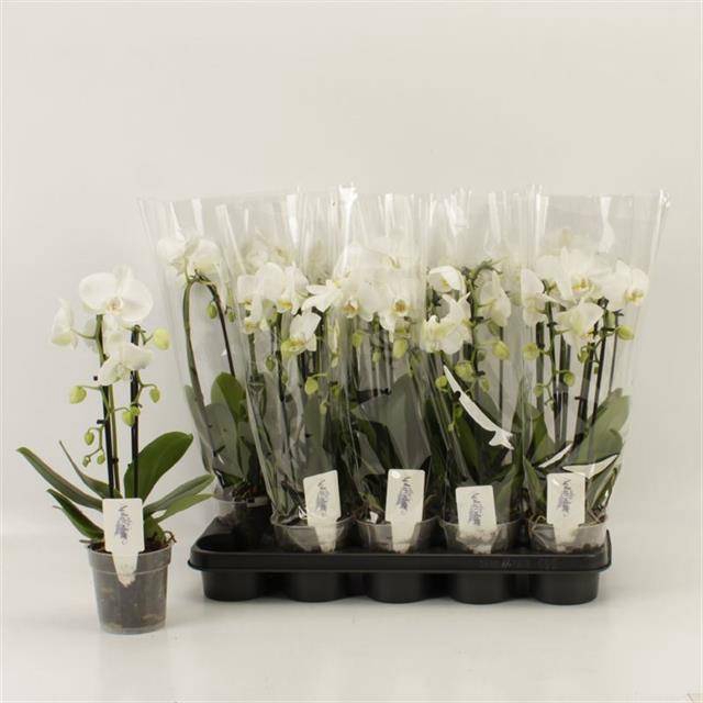 <h4>PHAL EL CASCADE</h4>