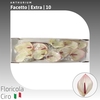Anthurium Facetto | Extra