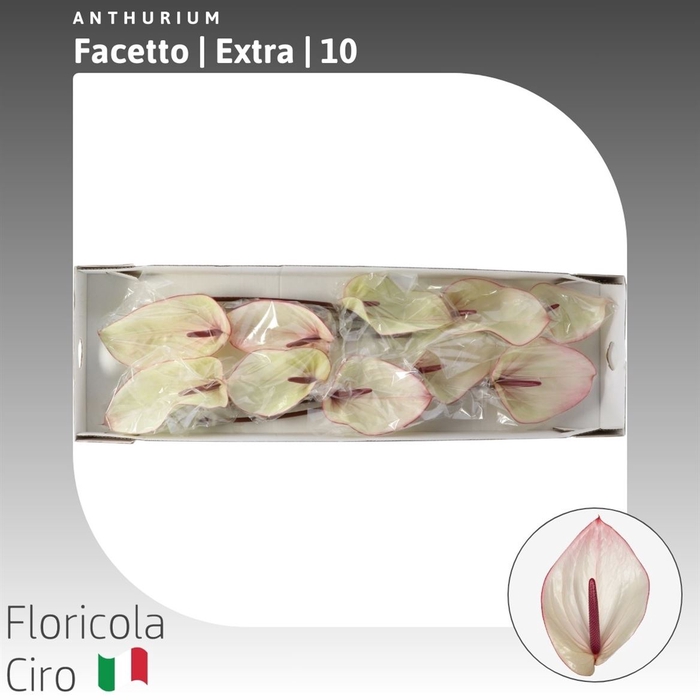 <h4>Anthurium Facetto | Extra</h4>