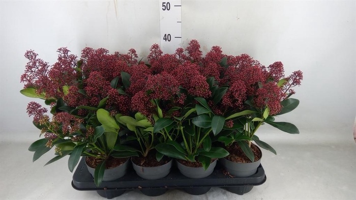<h4>Skimmia jap. 'Rubella'</h4>