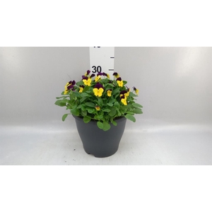 Viola corn. 'Sorbet Coconut Duet'