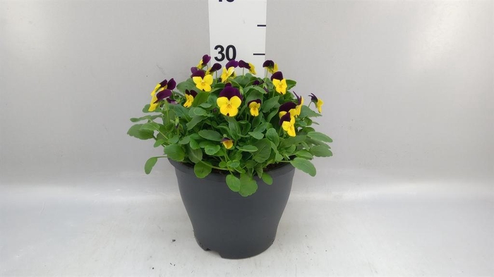 <h4>Viola corn. 'Sorbet Coconut Duet'</h4>