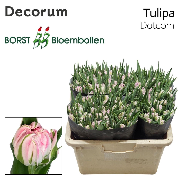 <h4>TULIPA DU 'DOTCOM'</h4>