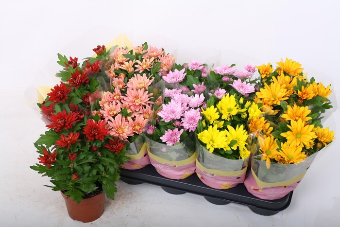 <h4>CHRYS GEVULDBL GEM</h4>