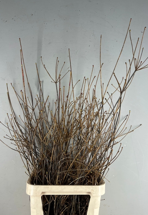 ENKIANTHUS ROOD 100/120CM