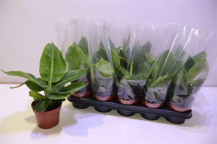 <h4>arr8 Musa Tropicana</h4>