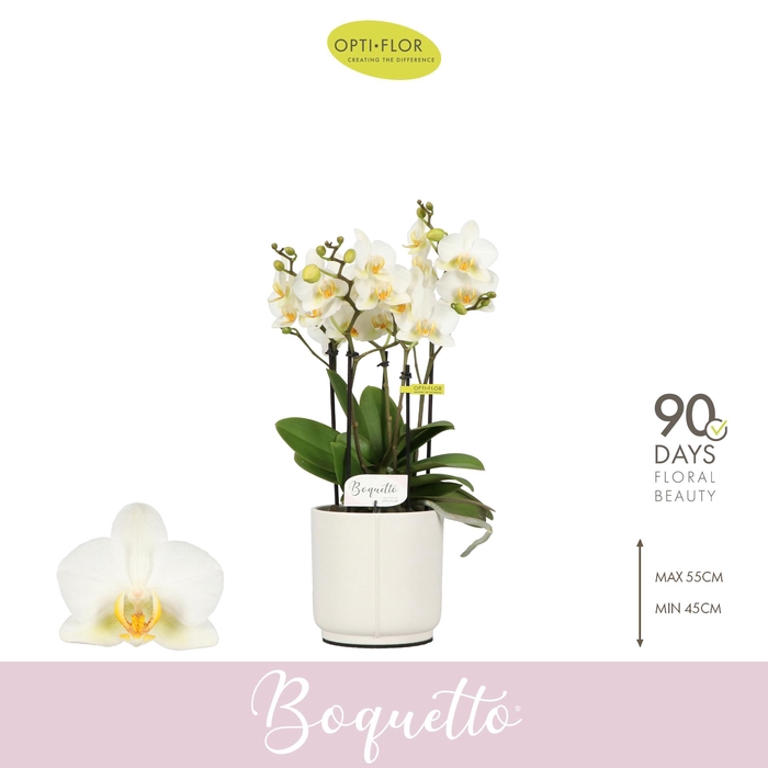 <h4>Boquetto Beauty 3-5 spike in Lazio White</h4>