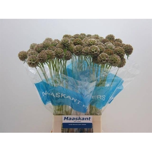 Scabiosa Stellata Bitterbal Maaskant