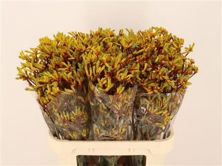 <h4>ANIGOZ GOLD FEVER</h4>