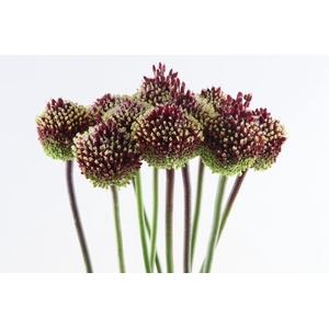 Allium Red Mohican