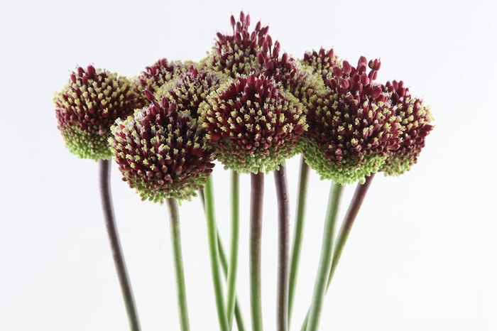 <h4>Allium Red Mohican</h4>