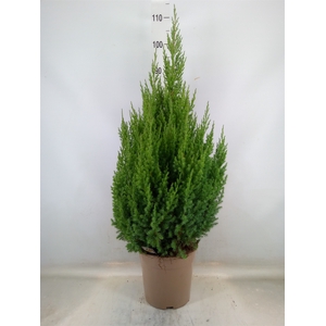 Juniperus chinensis 'Stricta'