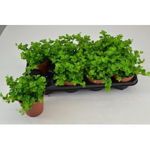 PEP ROTUNDIFOLIA
