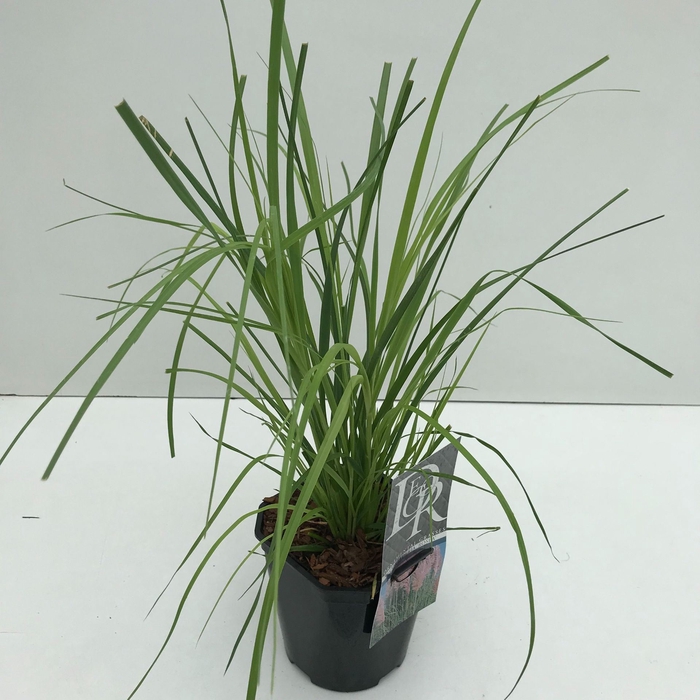 Cortaderia selloana Rosea