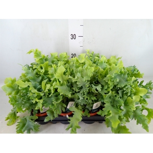 Phlebodium aureum 'Davana'