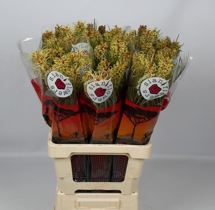 <h4>GREVI SPIDERMAN</h4>