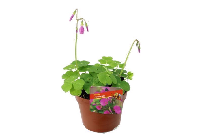 Oxalis Amarantha