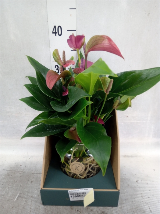 <h4>Anthurium andr. 'Pure Purple'</h4>