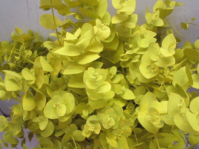 <h4>Euc Cinerea Geel</h4>