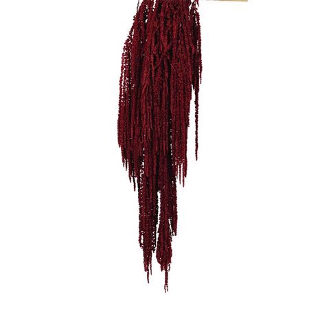 <h4>Pres Amaranthus Caud Red Bunch</h4>